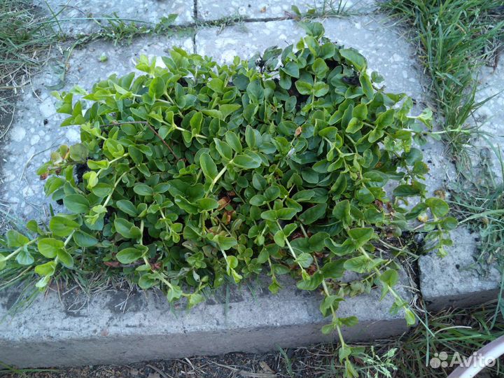 Растения для сада