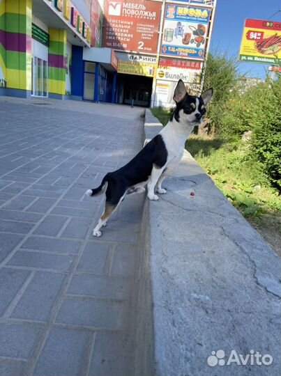Вязка чихуахуа