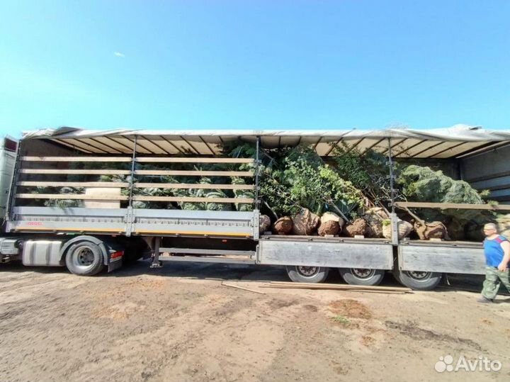 Грузоперевозки рефрижератор