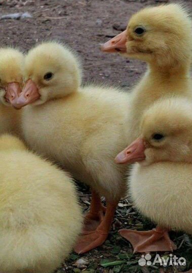 Цыплята, утята, индоутята