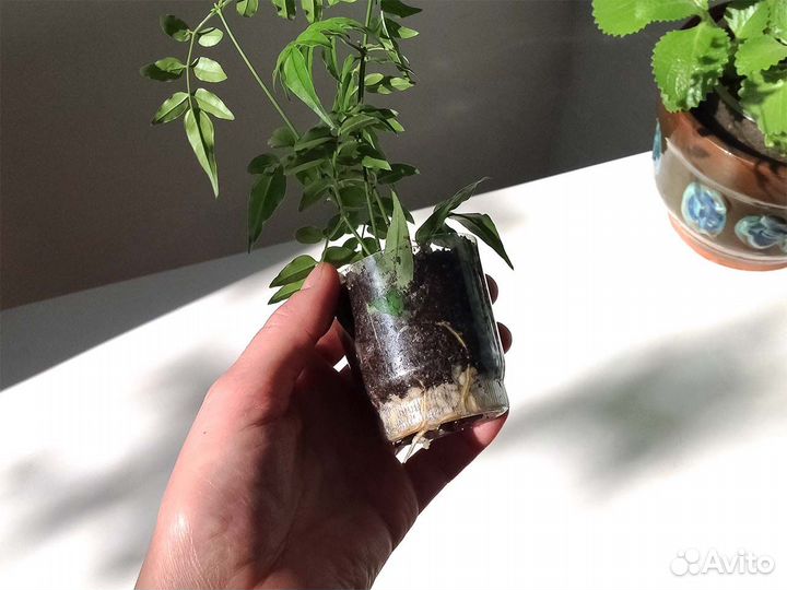 Жасмин комнатный полиантовый