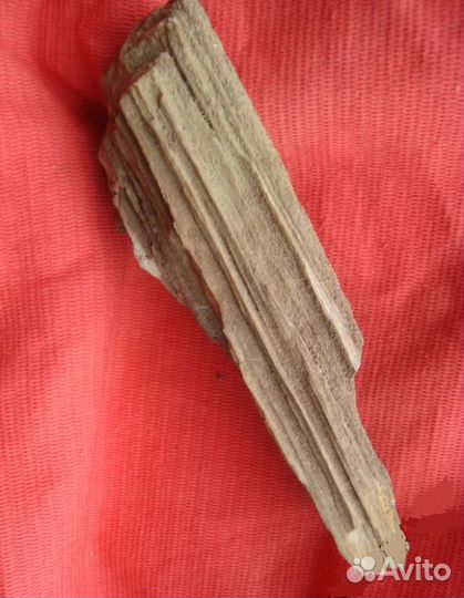 Доисторическое окаменелое дерево, уникальное