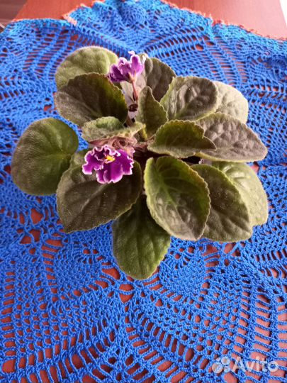 Сенполия (узамбарская фиалка)