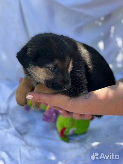 Прекрасные щеночки в хорошие руки