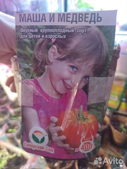 Рассада помидор