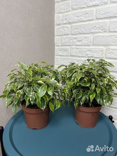 Фикус бенджамина кинки комнатные цветы