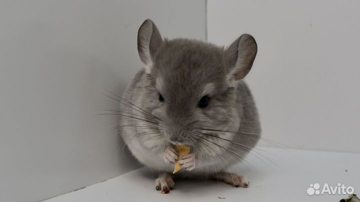 Шиншилла мальчик фиолет