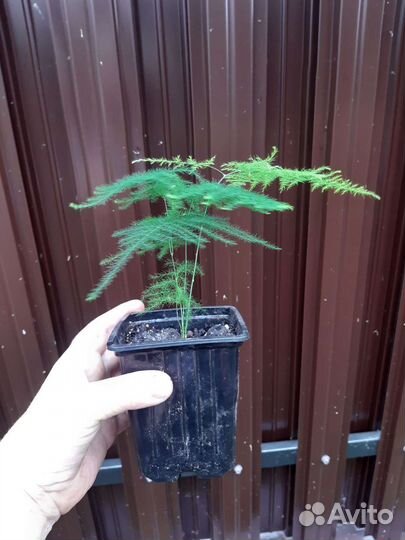 Аспарагус Сетацеус
