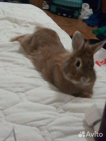 Вязка декоративный кролик мальчик