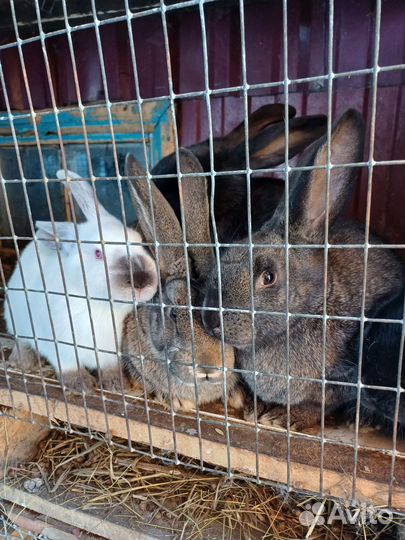 Кролики мясных пород великаны