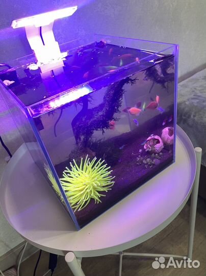 Аквариум со всем содержимым
