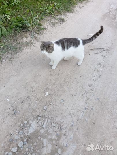 Отдам бесплатно в дар котята