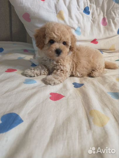 Микро Мальтипу мальчик