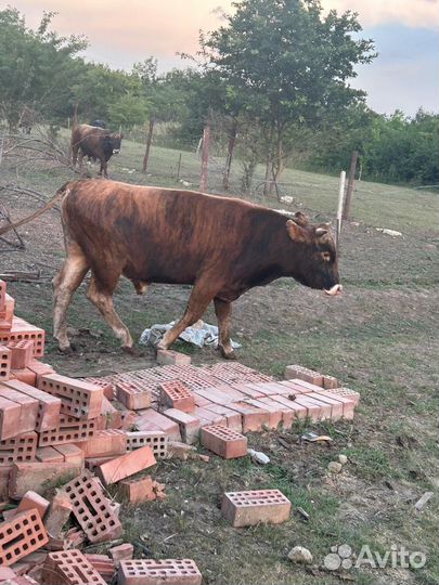 Быки 4