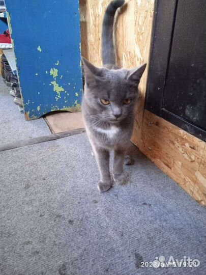 Отдам котенка