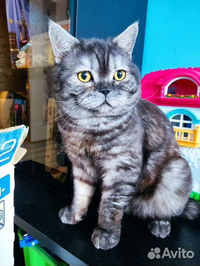 Котик для вязки