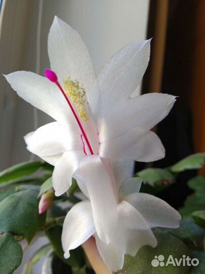 Декабрист Шлюмбергера