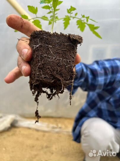 Расада помидор