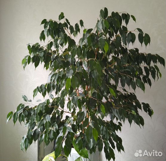 Фикус 140 см