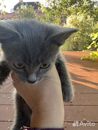 Котенок - мальчик в добрые руки