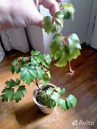 Домашние растения разные