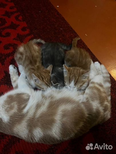Шотландские кошки