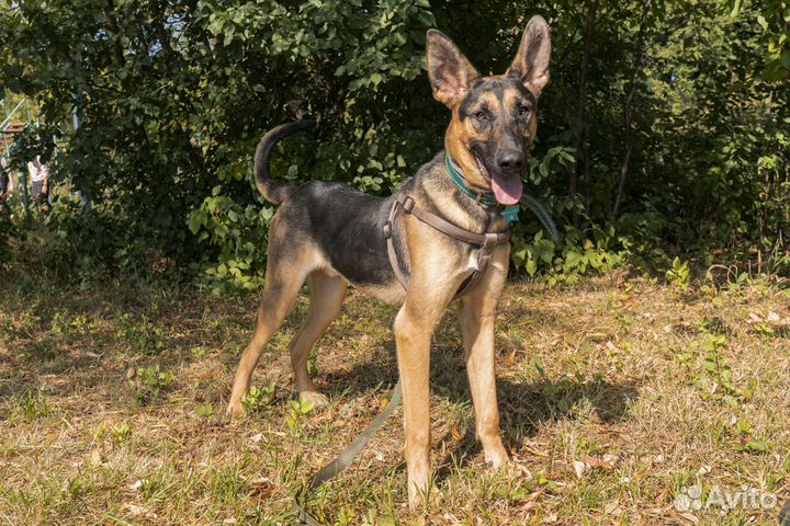 Молодой Раф ищет дом