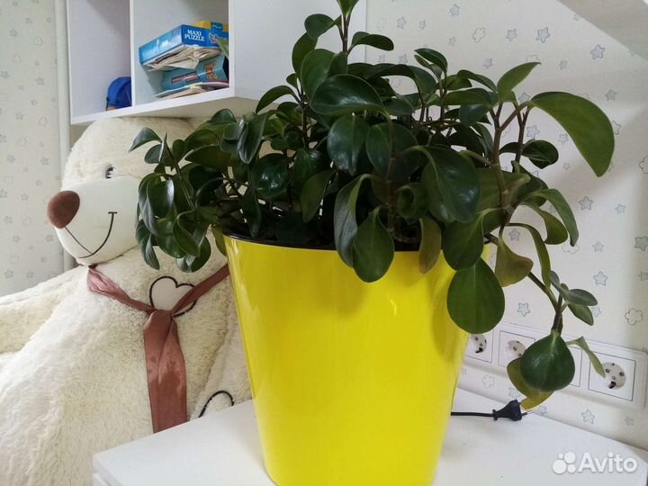 Цветок комнатный пеперомия туполистная