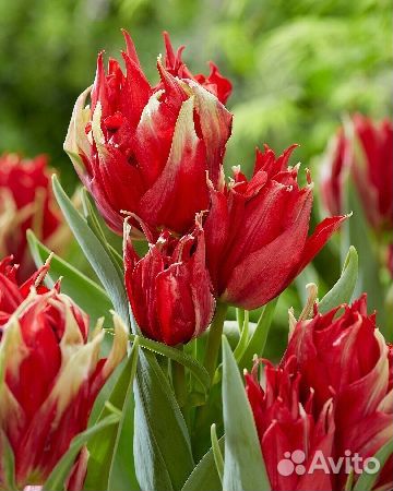 Тюльпаны многоцветковые