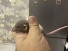 Крысята дамбо объявление продам