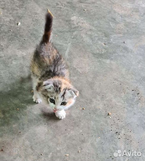 Малюсенький котёнок