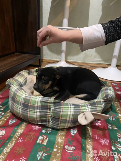 Очаровашка в добрые руки