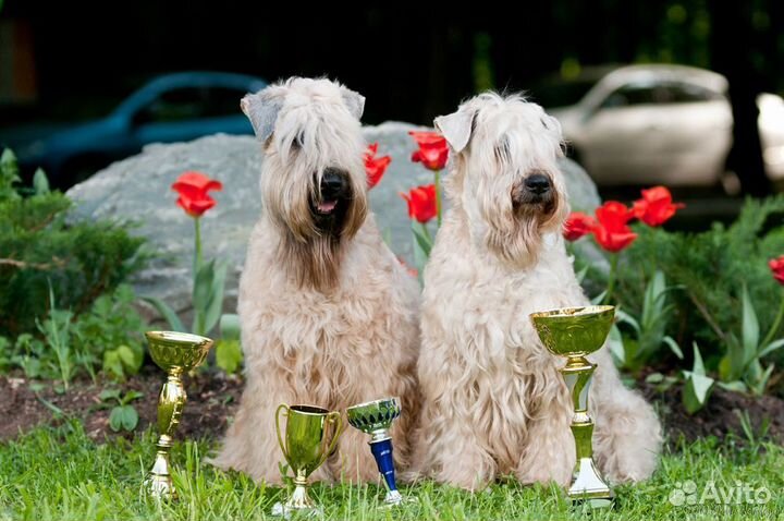 Ирландский пшеничный терьер