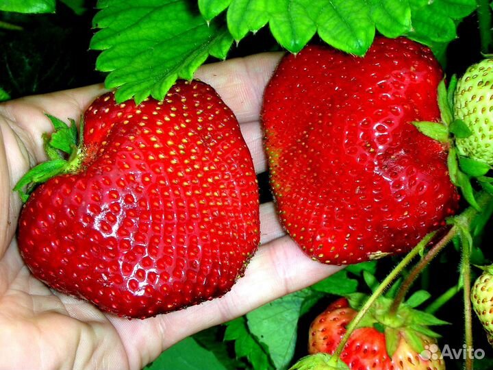 Рассада клубники