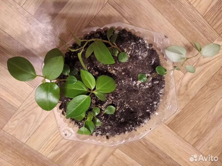 Комнатные растения