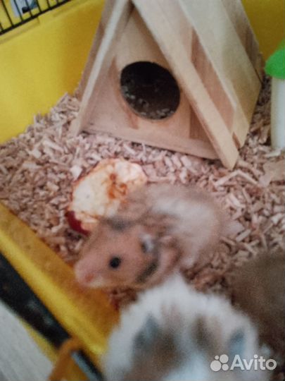 Серийский хомяк