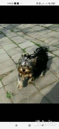 Очаровашки