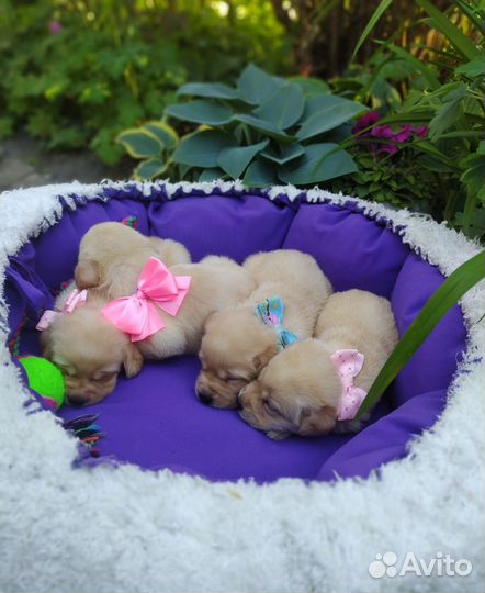 Щенки лабрадора