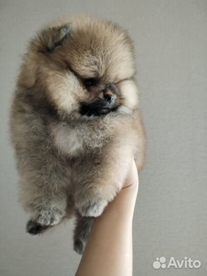 Померанский шпиц мини мишка