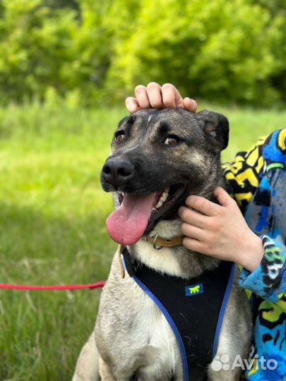 Собака улыбака из приюта Герра