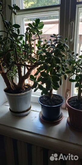 Комнатные растения. комнатная пальма - драцена