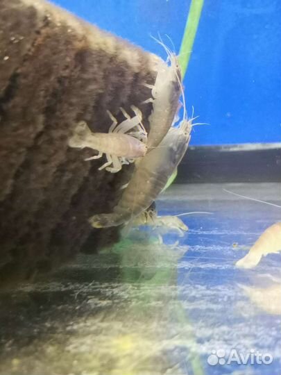 Аквариумные рыбки