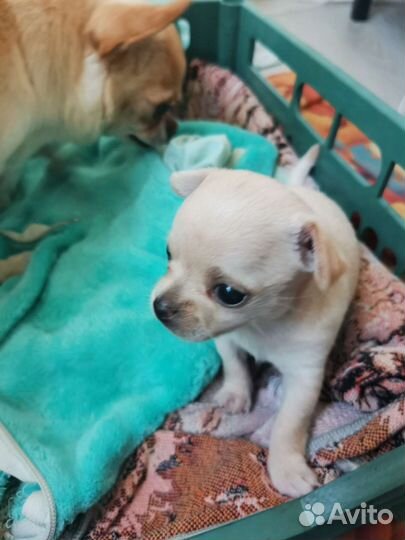 Щенок чихуахуа девочка гладкошерстные