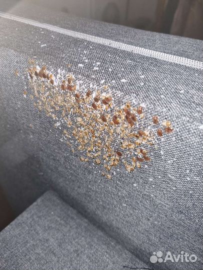 Дезинфекция Уничтожение клопов тараканов