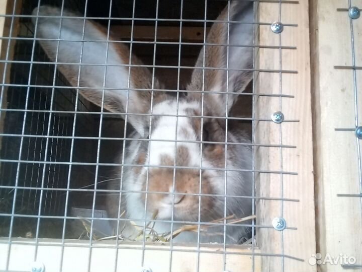 Кролики, яйца