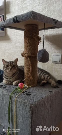 Котики в добрые руки