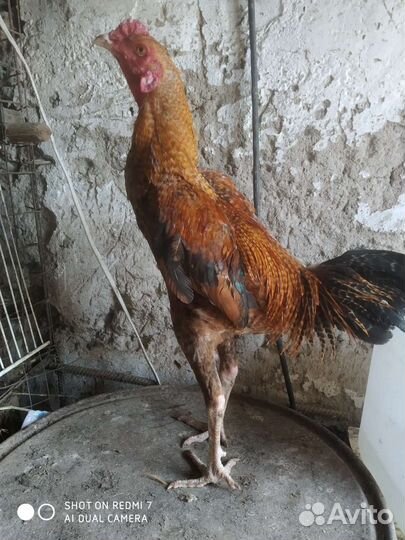 Бойцовый петух бронь