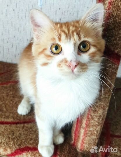 Котенок в добрые руки