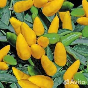 Семена острого перца для комнатных условий