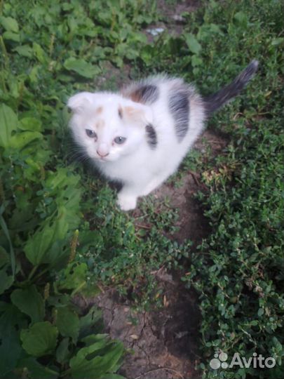 Кошка в дар бесплатно